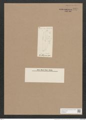 Pleurosigma obliquum Grun. (de-Toni-Nr.: Genus 13, Species 1066) Zeichnungen Sammlung Grunow Nr. 1925 (NHMW-BOT-W0369053)